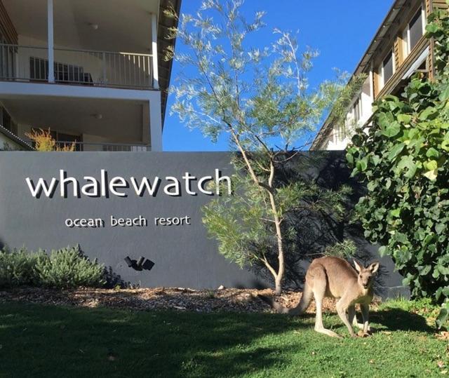 Whale Watch Ocean Beach Resort Point Lookout Eksteriør billede